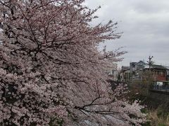 横浜大岡川桜プロムナード　平成２２年