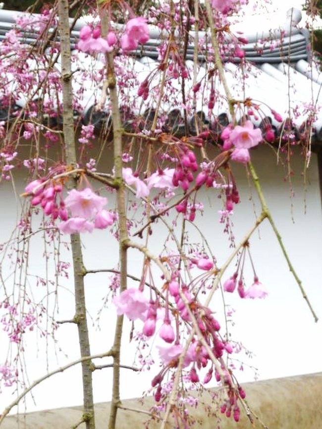 <br />2010年4月1日（木）<br /><br />昨年初めて訪ねた醍醐寺の桜があまりにも美しく、二年続けての訪問と相成る。<br /><br />ただし同じ花見でも、幾つかの点で昨年とは違っている。<br /><br />昨年と趣きを変えたのは、先ず友人を誘ったこと。<br /><br />大学の三ヶ月に一度のクラス会で、醍醐の花見を宣伝したところ、賛同を得た。<br /><br /><br />だが、全員9人のところ、一人二人と体の都合が悪くなり、最後は5人まで減ってしまった。<br /><br />同窓生は、1925年生まれから1931年生まれまで、幅広く分散しているが、戦争前後の貧しい生活のためか、早くダウンする傾向にある。<br /><br />旧制の最後と言うことで一クラス50人と、卒業時には多かったが、今時々集まっているのは、関西地区の数名だけ。<br /><br />年に一回ソウルから一人参加するので、10人になる可能性はある。<br /><br />東京は故障者が多く、定期的なクラス会は開かれていない。<br /><br /><br />もうひとつ昨年と異なったのは、雨月茶屋で醐山料理をいただいたことである。<br /><br />花見が決まったのは、昨年の暮れだったが、直ぐに申し込んだところ午後1時半でようやく席が確保できた。<br /><br /><br />天気予報は、雨。<br /><br />しかし昨日までの寒波が嘘のように、温かい。<br /><br /><br />京都地下鉄東西線「醍醐寺」駅から、昨年はコミュニティバスに乗ったが、今年は歩いてみることにした。<br /><br />駅から醍醐寺に向けて「緑道」と称する、二階レベルの高架歩行者専用道路がある。<br /><br />駅の二階からこの道に出ると、しゃれたデザインで緑の多い、快適な道だった。<br /><br /><br />コミュニティバスは10分間隔で、昨年は客が多くて二台待たされたが、今年は直ぐに乗れる様子だった。<br /><br />バスの客を増やそうと、地域住民の方が、駅から降りたばかりの観光客をバスに誘っておられる。<br /><br />私も誘われ、後ろ髪引かれる思いだったが、「緑道」を歩くべく心を決めていたので、申し訳ない思いをしながら断った。<br /><br />ちなみにバスは、一日乗り放題で300円だそうだ。<br /><br /><br />写真は「ソフィーさんのマイページ」（訪問54カ国、文章1,590件　写真6,770枚）をご覧ください。<br />http://4travel.jp/traveler/katase/<br /><br />エーゲ海クルーズやスイスの写真が美しい「片瀬貴文さんのマイページ」（文章625件　写真2,400枚）<br />http://4travel.jp/traveler/takafumi/<br /><br />ブログの作成日順に並んでいる「片瀬貴文の記録」（文章1,650件）<br />http://blog.alc.co.jp/d/2001114<br /><br />（片瀬貴文）<br />
