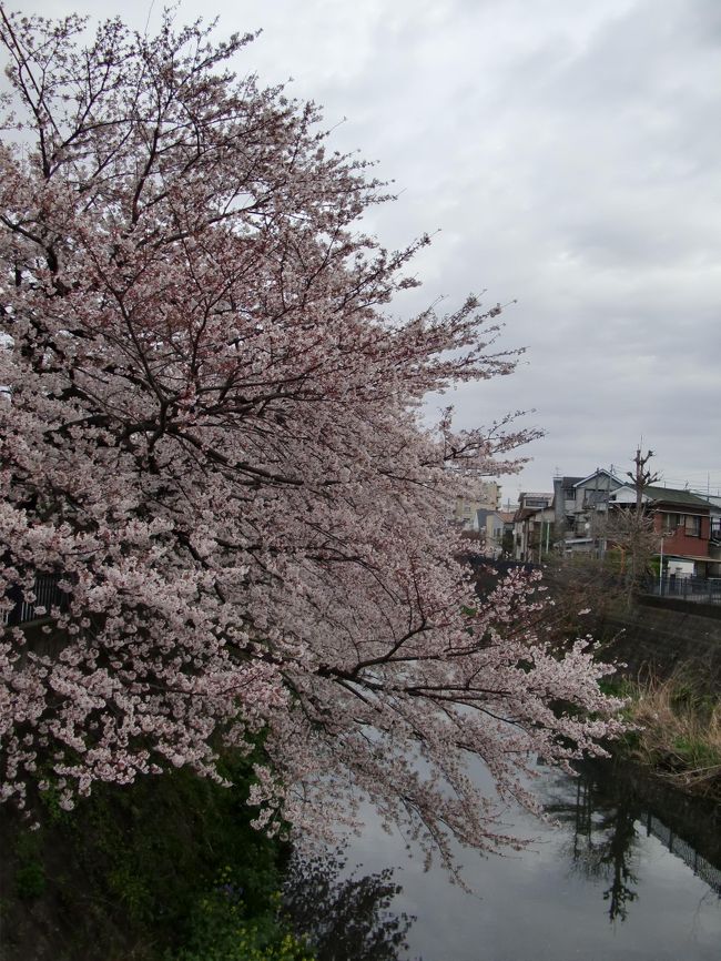今年も桜花咲く季節となりました。<br /><br />南区中里付近から中区福富町にかけて歩いてみました。<br /><br /><br />表紙は南区中里町１−２−２４付近