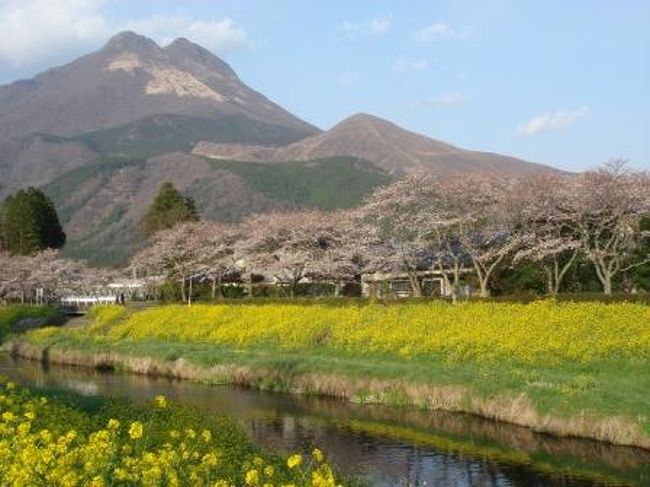菜の花と桜の湯布院 大分県の旅行記 ブログ By くり隊長さん フォートラベル 菜の花と桜の湯布院 大分県の旅行記 ブログ By くり隊長さん フォートラベル