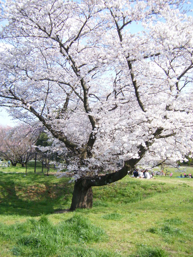 やっとサクラが咲いた、さいた・・<br /><br />天気がよくてヨカッタ！！<br /><br />カメラを持ってジョギングに出よう・・