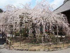 【京都桜2010】 麗しい花姿が福を呼ぶ 「毘沙門堂」