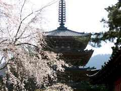 醍醐寺の春。満開の桜その2