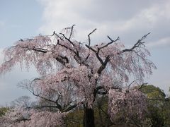 2010年04月桜を見るため関西へ　その３　京都大勢