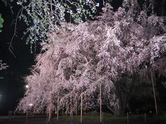 六義園のシンボルしだれ桜