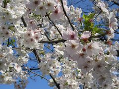夙川へさくらを見におさんぽ
