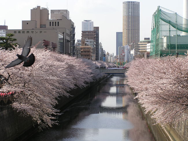 都内へお花見に出かけました。<br /><br />新宿→（ＪＲ山手線）→目黒→（徒歩）→中目黒→（東急東横線）→自由が丘<br /><br />桜はちょうど見頃でお天気も程々でいいお散歩ができました。