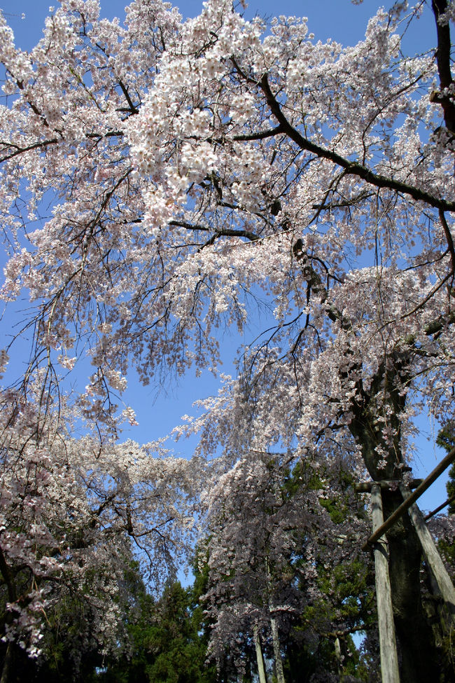 3月半ば〜4月1週目にかけて信じられないほどに忙しい我が旦那様。<br />毎日、午前様どころか、朝方に帰宅、、、<br />3時間ほどの仮眠のもと、再び仕事に向かいます。<br />「労働基準法、いいのか〜〜〜！！」なんて叫びたい気持ちにもなりますが、1年で1番忙しい時期とのことで、もう少しの辛抱なんだって。<br /><br />・・・というわけで、今週末も旦那様はお仕事のため、私1人でお花見に出かけました。<br />こういう時、京都という地はお散歩どころに事欠かないのでいいですねぇ〜〜〜<br /><br />来週は、やっと旦那様の仕事も落ち着きそうなので、一緒にお出かけできるかな？？<br /><br />その1では、秀吉が愛したという有名な枝垂れ桜がある三宝院を中心にご紹介です。<br /><br /><br />醍醐寺　　http://www.daigoji.or.jp/<br />2007年夏訪問時の旅行記　　http://4travel.jp/traveler/tarayoro/album/10161600/