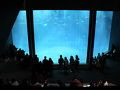 葛西臨海公園　～葛西臨海水族園　まぐろの遊泳で・・・～