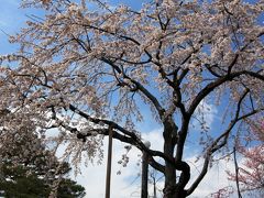 【京都桜2010】 南禅寺界隈　山紫水明のユートピア 「清流亭」