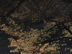 洗足池公園　2010春　桜を求めて～東京桜満開宣言日の夜桜見物～