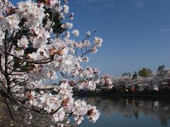 桜を楽しむ春の日のお散歩☆宇治平等院☆