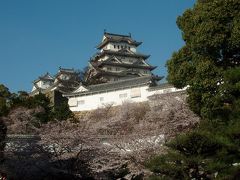 姫路城の桜２０１０　しばらく見納め