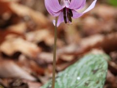 春を探しにふるさとへ　ちょっと遅かったカタクリの花