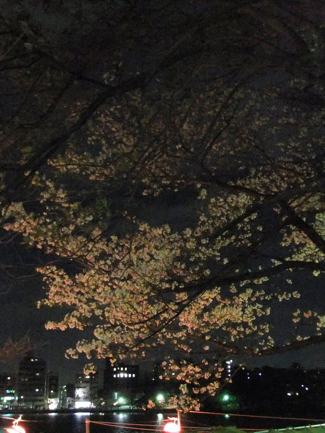 2010年「東京都心で桜（ソメイヨシノ）が満開」と気象庁が発表したのは4月1日でした。平年より4日早く、2009年より1日早かったそうです<br /><br />この日に夜桜見物に行って来ました<br /><br />