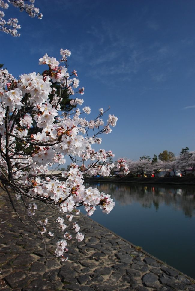 桜の開花宣言は出されたものの、花霞、花冷えの日々が続き、今年の桜の満開時期の読みもなかなか難しく、二の足を踏んでいたのですが、週末に久々の晴れマークを目にし、今年も桜を楽しむショートトリップに出かけました☆<br /><br />毎年訪れる京都の桜散歩ですが、今年は宇治の平等院へ...<br /><br />関西っ子の私にとっては、小学校と中学校の遠足以来、だんな様にとってはお初の平等院です！<br />そうそう！１０円玉の図柄で有名な...<br /><br />ちょうど、平等院の横を流れる宇治川の中州で「さくらまつり」も開催されていて、満開の桜の下、楽しいそぞろ歩きになりました...<br /><br /><br /><br /><br /><br /><br /><br />