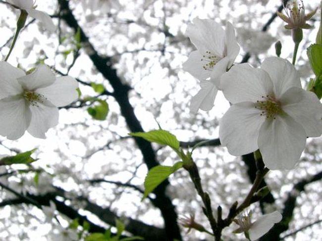 ２０１０年 目黒川の桜 中目黒 祐天寺 東京 の旅行記 ブログ By Pancoさん フォートラベル