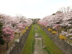 昭和記念公園　桜満開！春満喫！の旅