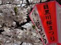 ハイボール片手に目黒川の桜