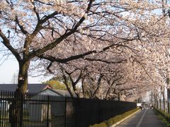 2010桂駐屯地の桜並木公開に行ってきました。