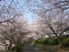 今日もお花見日和り