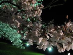 2010京都府立山城総合運動公園・太陽が丘の桜ライトアップへＧＯ！