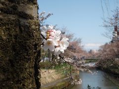 富山　いたち川　松川　富山城址　桜