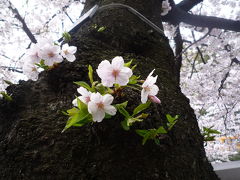 2010年04月　神田川の桜