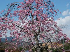 桜ー満開　いい気持ち　１