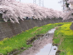 桜＠根川緑道＆残堀川（東京　立川）　２０１０