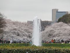 東京（上野公園　花見）