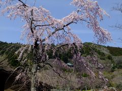 まだまだ桜が咲かない勝尾寺≪１≫