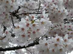 調布☆野川沿いの桜 ２０１０