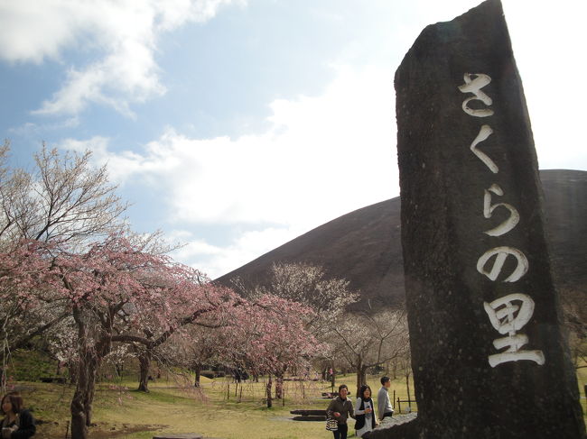 東京では開花宣言が出たばかりの3月の三連休。<br />桜となると見境がなくなる私としては、次の週末まで待てずに伊豆まで桜をお出迎え。<br />日本平にしようか、それとも、、、と悩んでいたら、静岡出身の友人が「大室山は?」<br />そうか、さくらの里という場所を聞いたことがあるな〜と東名を飛ばして行きました。<br /><br />大室山さくらの里<br />http://www.itospa.com/nature_park/sakuranosato/index.html