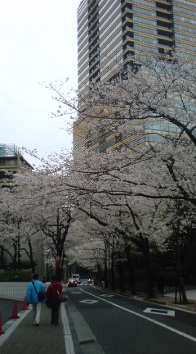 都会の桜もいいものです。ビルと桜のコントラストも素敵です。