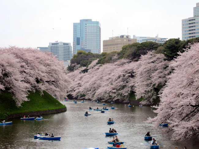日本での旅納めを済ませたはずが、桜にひかれてまたそぞろ歩き。<br />ご近所の奥様方が誘って下さって、大人の、否、おばさんたちの遠足です。<br /><br />近場の桜は毎年見に行きますが、TVで中継するような名所は初めてです。<br />さすが千鳥ヶ淵！<br />お濠の縁を滝のように飾る桜は圧巻でした。<br />