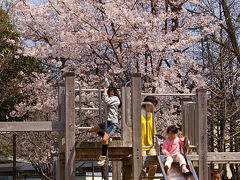 【広島・佐伯区】五日市中央公園でお花見　10年4月4日