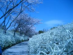 −−【愛知】桜とユキヤナギの競演＠愛知緑化センター