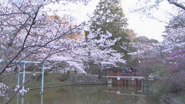 三重県の津市にある偕楽公園へ新型ハイビジョンカメラのテストを兼ねて桜を観に行きました。夕方5時過ぎで公園駐車場は夜桜に来る車で超渋滞でした。<br /><br />写真は全てＨＤカメラからのキャプチャー写真（無修正）です。