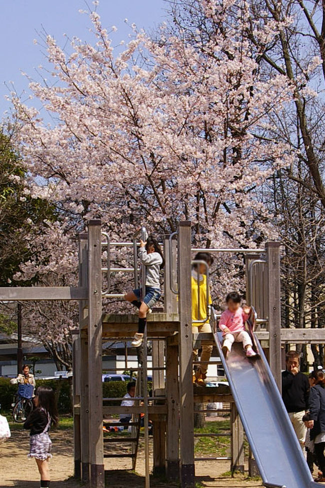 最初の目的地は佐伯区運動公園だったのですが、１２時頃に着いたので駐車場は満車だったので、変更して佐伯区民文化センター隣にある公園（五日市中央公園）でお花見してきました。<br /><br />