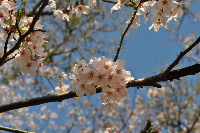 やっと暖かくなった週末、<br />近所を散歩しながらお花見してきました。<br /><br />もう若葉が見え隠れする桜。<br />カメラの練習も兼ねて、被写体になってもらいました。<br /><br />ぽかぽか陽気で気持ちよかったです。<br />