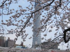 隅田川の桜　２０１０ 