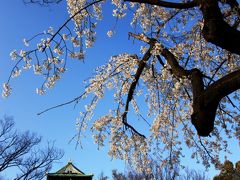 【大阪桜2010】 威厳ある天守とあでやかな桜の共演 「大阪城」