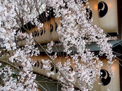 桜（2010）　京都桜旅 ① 山科から祇園へ