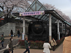 今年も見に来ました山北さくらまつり