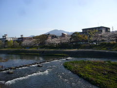 ２０１０．４．３の京都の桜は満開だった