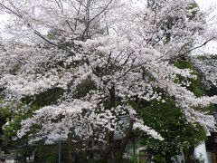 2010年桜だより◆交野市倉治地区の桜いろいろ