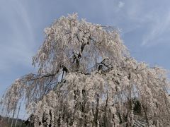 室生の桜