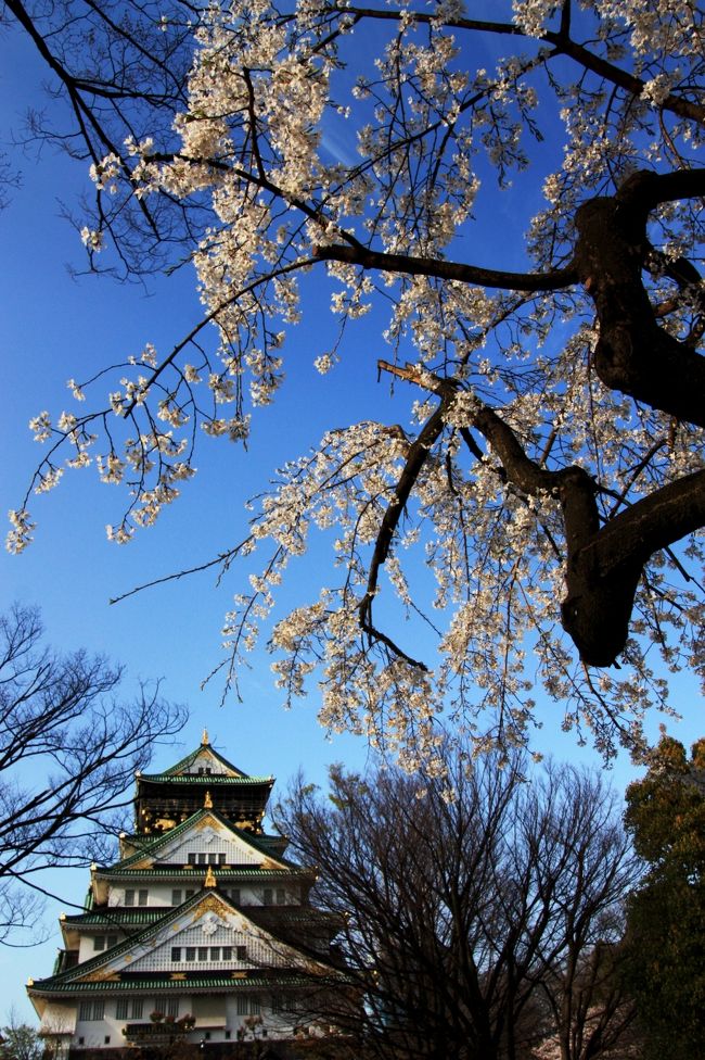 大阪の桜と言えば、やっぱりここは外せない。<br /><br />大阪城には年に何度も来ていますが、春のこの時期が一番華やかで楽しいです。<br /><br />約１００万㎡の敷地が広がる大阪城公園。園内には約４３００本の桜が植えられており、大阪屈指の桜の名所として名高い。<br />中でも西の丸庭園は、ソメイヨシノをはじめ約６００本の桜が集中して咲く。<br />一面薄紅色に染まる景観に、誰もが心奪われること間違いなし。<br /><br /><br />★ 大阪城関連の過去旅行記<br /><br />2010/03/15　大阪城春の花三昧 ～第二弾～ 「大阪城桃園」<br />http://4travel.jp/traveler/minikuma/album/10439242/<br /><br />2010/02/19　大阪梅便り 「大阪城梅林」<br />http://4travel.jp/traveler/minikuma/album/10431130/<br /><br />2009/04/09　大阪桜便り 「大阪城」<br />http://4travel.jp/traveler/minikuma/album/10325032/<br /><br />2009/03/28　大阪桜便り 「大阪城西の丸庭園」<br />http://4travel.jp/traveler/minikuma/album/10321294/<br /><br />2009/03/01　春の香り・梅日和 「大阪城梅林」<br />http://4travel.jp/traveler/minikuma/album/10314486/<br /><br />2008/05/11　大阪城①　大手門～本丸<br />http://4travel.jp/traveler/minikuma/album/10241743/<br /><br />2008/05/11　大阪城②　天守閣～みたらしだんご<br />http://4travel.jp/traveler/minikuma/album/10241757/<br /><br />2008/05/11　大阪城③　西の丸庭園～<br />http://4travel.jp/traveler/minikuma/album/10241763/<br /><br />おまけ↓↓↓<br />http://yaplog.jp/awamoko/archive/192