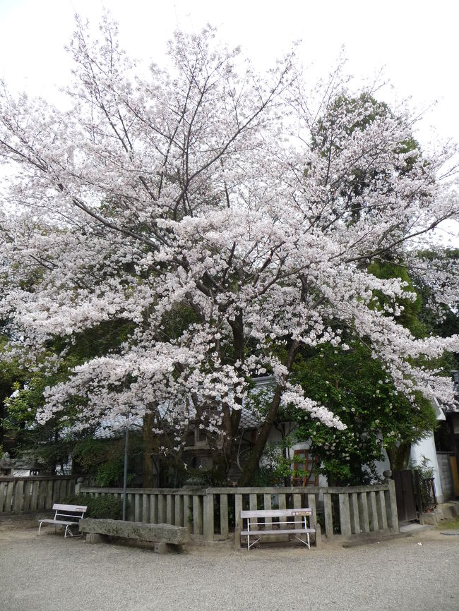 各地で桜だよりが聞かれる中、時間の空いたJOECOOLは近所の花見に出かけました。<br />我が家から10分足らずで行ける交野市倉治地区には機物神社（はたものじんじゃ）や源氏の滝などがあります。<br />「機物神社」「源氏の滝」の詳細はこちらをご覧下さい→http://4travel.jp/traveler/joecool/album/10189425/<br /><br /><br />※写真のみのアップですが、良かったらご覧下さい。